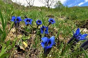 45 Genzianella di primavera o genziana primaticcia (Gentiana verna)